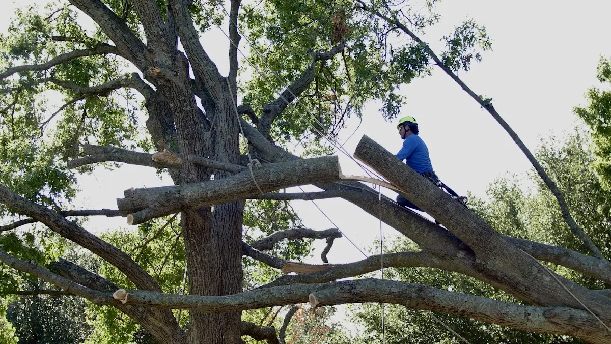 Professional Crown Thinning performed by certified arborists in Emmons