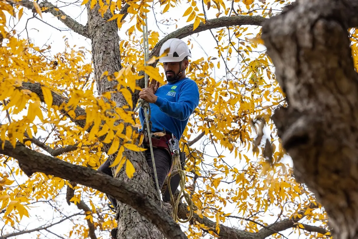 Skilled Tree Pruning crew working in Emmons